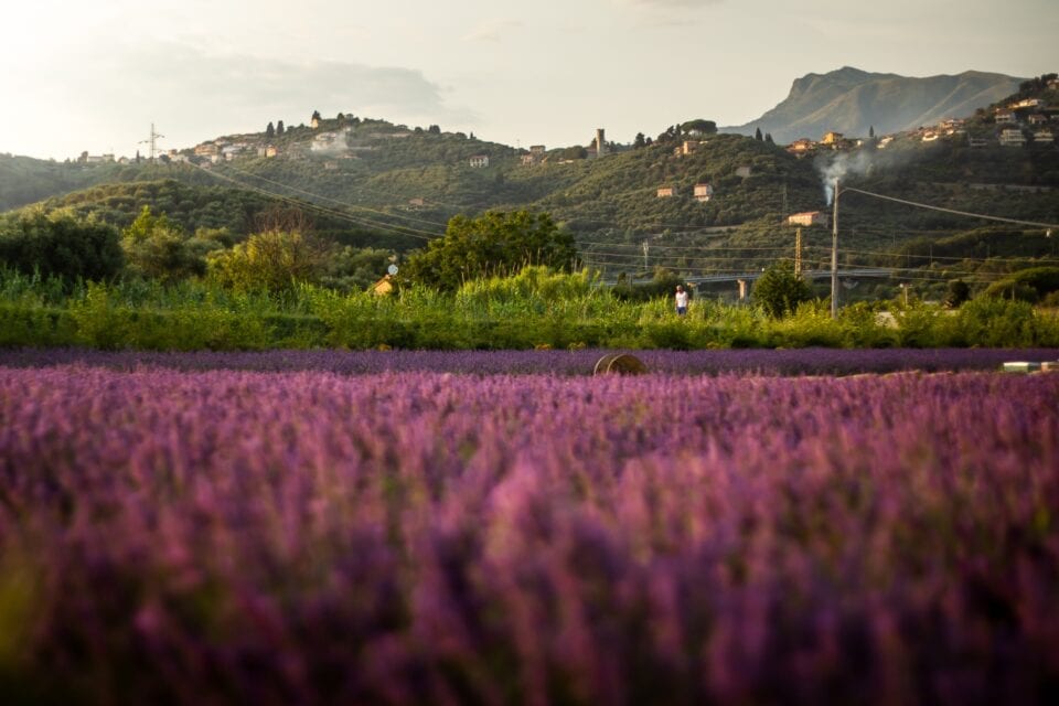 Campi Di Lavanda Nel Comune Di Massarosa