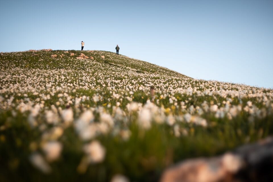 Fioritura Delle Giunchiglie Sul Monte Croce, Alpi Apuane